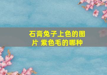 石膏兔子上色的图片 紫色毛的哪种